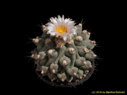 Thelocactus pymatothelos 1299